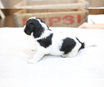 Small Photo #5 Bernedoodle-Poodle (Miniature) Mix Puppy For Sale in GOSHEN, IN, USA