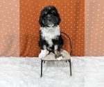 Small Photo #1 Aussiedoodle Puppy For Sale in UNIONVILLE, IA, USA