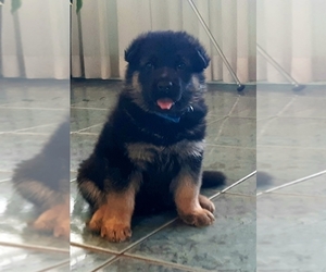 German Shepherd Dog Puppy for sale in BRITTONS NECK, SC, USA