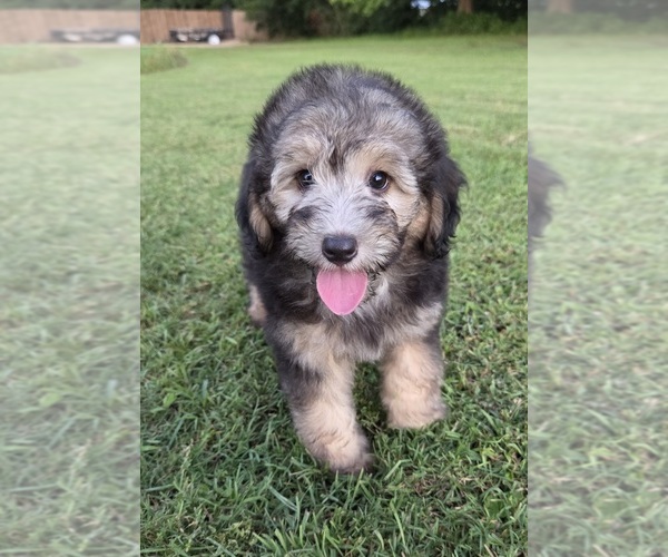 Medium Photo #6 Aussiedoodle Puppy For Sale in WILLS POINT, TX, USA