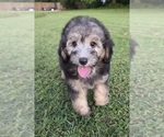 Small #5 Aussiedoodle