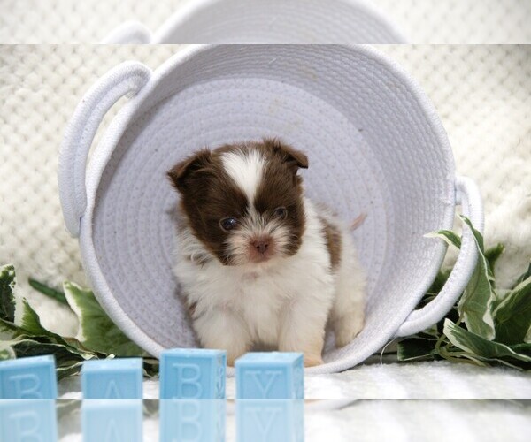 Medium Photo #6 Shiranian Puppy For Sale in CLARE, MI, USA