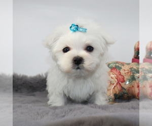 Maltese Puppy for sale in LOS ANGELES, CA, USA