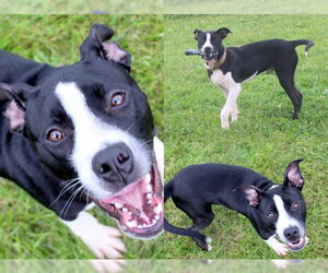 Mutt Dogs for adoption in Fort Wayne, IN, USA