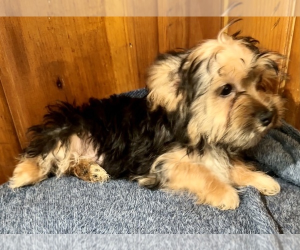 Medium Photo #12 Morkie Puppy For Sale in SILVER LAKE, IN, USA