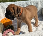 Puppy Willow Boxer