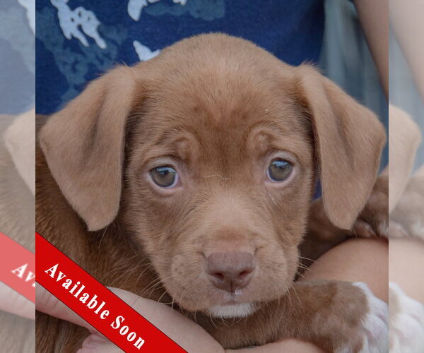 Medium Photo #1 American Staffordshire Terrier-Chocolate Labrador retriever Mix Puppy For Sale in Huntley, IL, USA