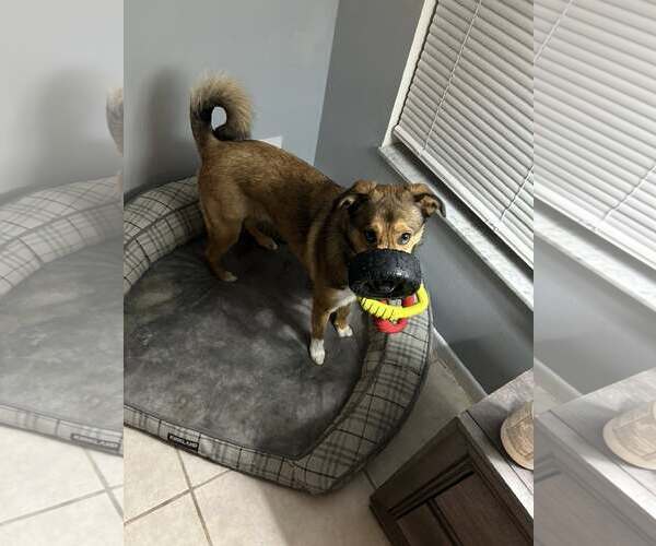 Medium Photo #3 Border Collie-Unknown Mix Puppy For Sale in Royal Palm Beach, FL, USA