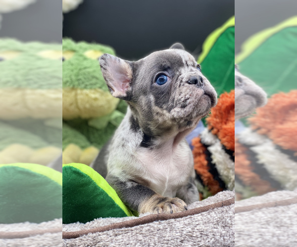 Medium Photo #2 French Bulldog Puppy For Sale in BELLVIEW, TX, USA