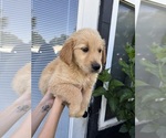 Small Photo #4 Golden Retriever Puppy For Sale in CHAMPIONS GATE, FL, USA