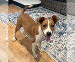 Small #2 Mutt