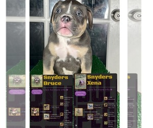 American Bully Puppy for sale in ACWORTH, GA, USA
