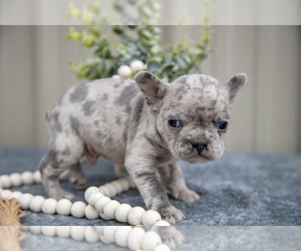 Medium Photo #3 Faux Frenchbo Bulldog Puppy For Sale in NEW CONCORD, OH, USA