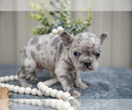 Small #2 Faux Frenchbo Bulldog