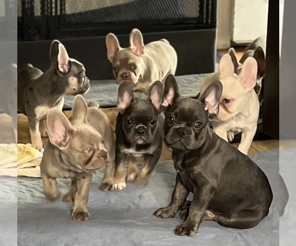 Medium Photo #1 French Bulldog Puppy For Sale in COLORADO SPRINGS, CO, USA