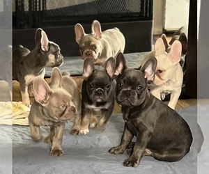 French Bulldog Puppy for Sale in COLORADO SPRINGS, Colorado USA