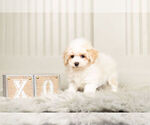 Small Photo #4 Maltipoo Puppy For Sale in WARSAW, IN, USA