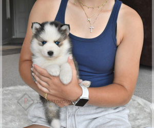 Pomsky Puppy for sale in KANSAS CITY, MO, USA