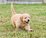 Small Photo #8 Golden Retriever Puppy For Sale in RICHMOND, TX, USA
