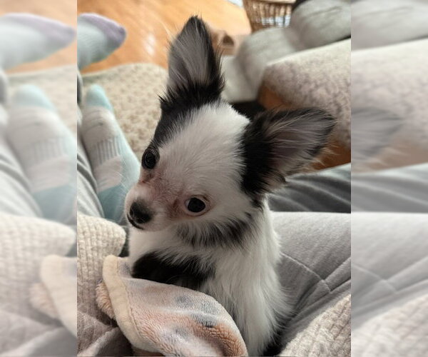 Medium Photo #4 Chiranian Puppy For Sale in Grafton, WI, USA