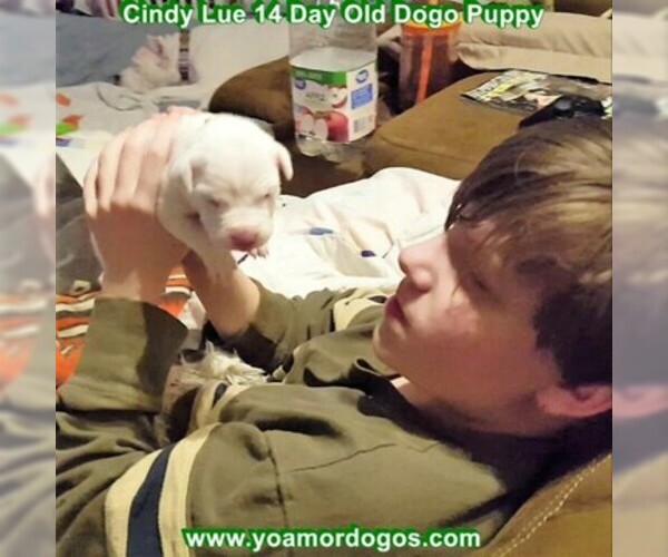 Medium Photo #39 Dogo Argentino Puppy For Sale in PINEVILLE, MO, USA