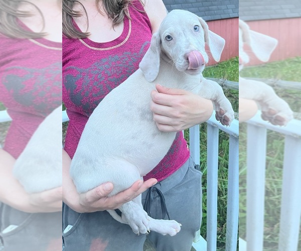 Medium Photo #106 Great Dane Puppy For Sale in SPRAGGS, PA, USA