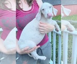 Small Photo #106 Great Dane Puppy For Sale in SPRAGGS, PA, USA