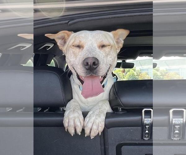 Medium Photo #2 Mutt Puppy For Sale in Incline Village, NV, USA