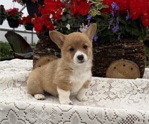 Pembroke Welsh Corgi Puppy for sale in OWEN, WI, USA