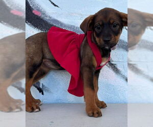 Rottweiler Mix Dog for Adoption in Rustburg, Virginia USA