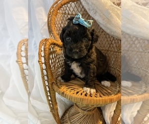 Maltipoo-Poodle (Toy) Mix Puppy for sale in MUSKEGON, MI, USA