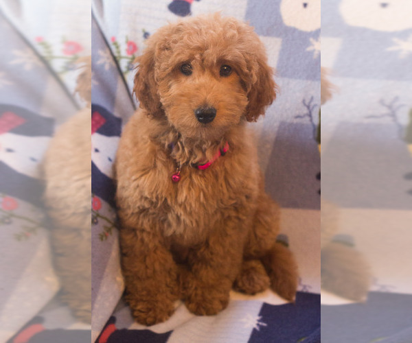 Medium Photo #13 Goldendoodle Puppy For Sale in MILWAUKEE, WI, USA