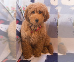 Small Photo #13 Goldendoodle Puppy For Sale in MILWAUKEE, WI, USA