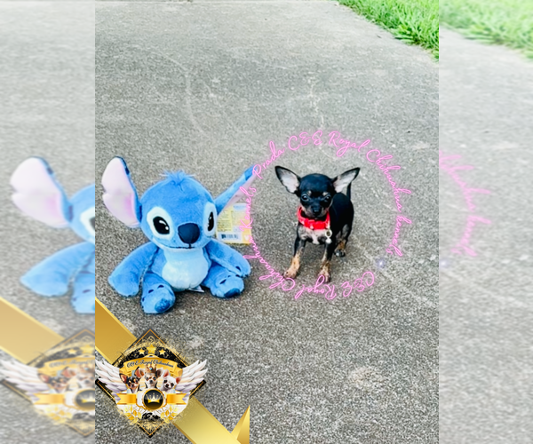 Medium Photo #7 Chihuahua Puppy For Sale in ATHENS, GA, USA