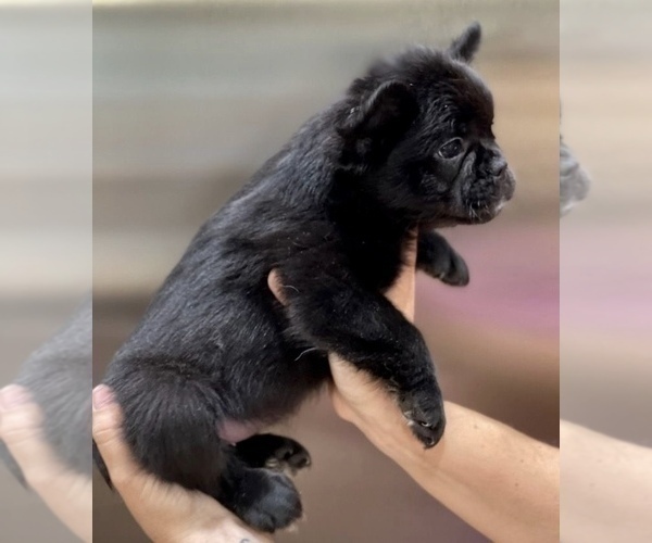 Medium Photo #3 French Bulldog Puppy For Sale in NEWPORT BEACH, CA, USA