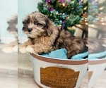 Small Photo #3 ShihPoo Puppy For Sale in CINCINNATI, OH, USA