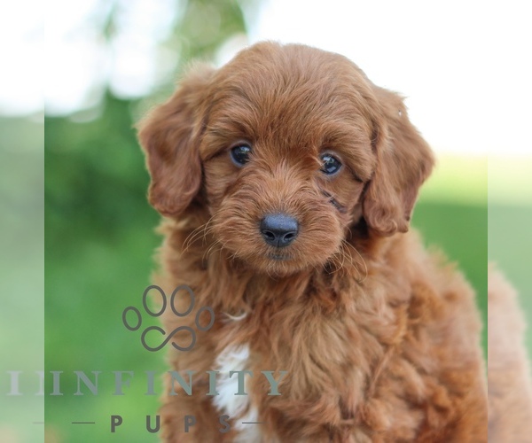 Medium Photo #4 Goldendoodle (Miniature) Puppy For Sale in LITITZ, PA, USA