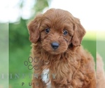 Small #3 Goldendoodle (Miniature)