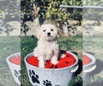 Small Photo #3 Maltese Puppy For Sale in LOS ANGELES, CA, USA