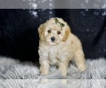 Small #4 Maltipoo