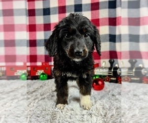 Aussiedoodle Miniature Puppy for sale in GREENWOOD, IN, USA