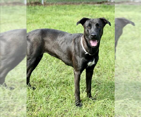 Medium Photo #1 Mutt Puppy For Sale in Conroe, TX, USA