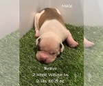 Puppy Bravo American Bulldog