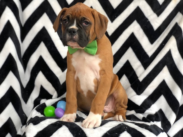 Medium Photo #6 Boxer Puppy For Sale in EAST EARL, PA, USA