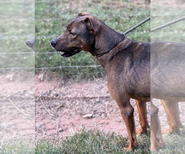 Medium Photo #2 Mutt Puppy For Sale in Shelburne, VT, USA