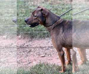 Rufus - Male Mutt Dog for Adoption - Photo #2