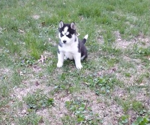 Siberian Husky Puppy for sale in LINCOLN, NE, USA