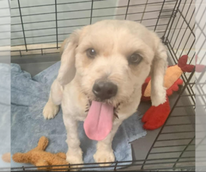 Cock-A-Poo-Unknown Mix Dogs for adoption in Cranston, RI, USA