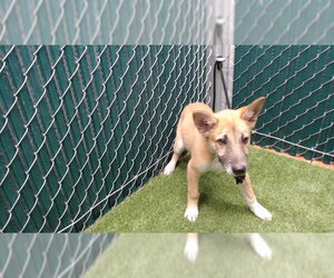 German Shepherd Dog Dogs for adoption in Downey, CA, USA