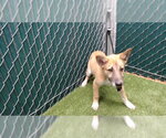 Small German Shepherd Dog